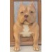 Head & Paws Pet Portraits Handmade 3D Cat Wool Needle Felt Portraits with Wooden Frame | PetsMatter Head & Paws Pet Portraits Handmade 3D Cat Wool Needle Felt Portraits with Wooden Frame | PetsMatter