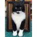 Head & Paws Pet Portraits Handmade 3D Cat Wool Needle Felt Portraits with Wooden Frame | PetsMatter Head & Paws Pet Portraits Handmade 3D Cat Wool Needle Felt Portraits with Wooden Frame | PetsMatter